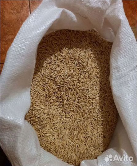 Пшеница озимая, Кормовой ячмень на корм