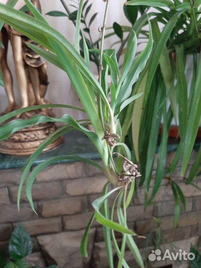 Хлорофитум