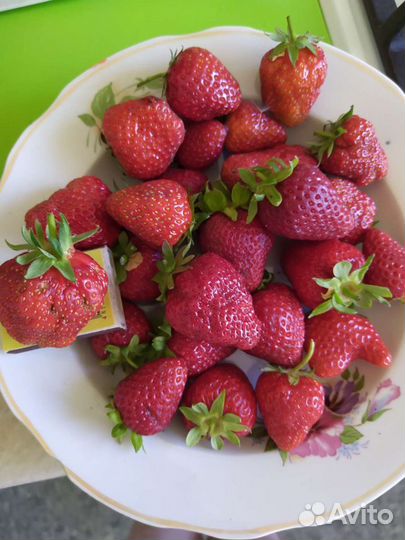 Клубника крупноплодная,ампельная, земляника кустов
