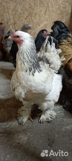 Инкубационное яйцо брама