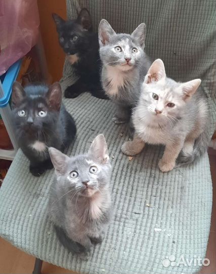Очаровательные котята в добрые руки