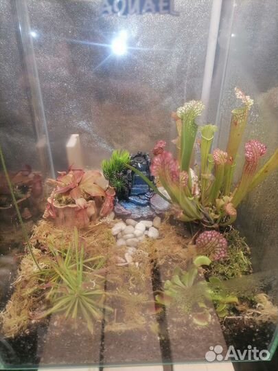 Флорариумы с растениями - хищниками и суккулентами