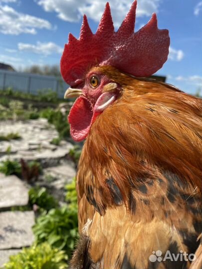 Домашние куриные яйца, мясо бройлера, мясо кролика