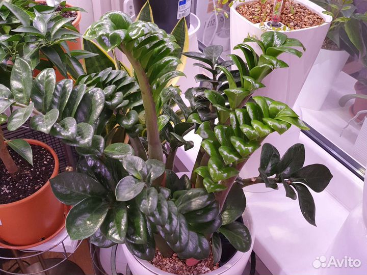 Замиокулькас Зензи