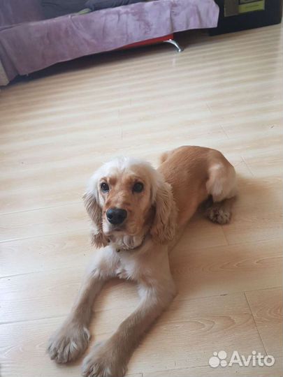 Отдам в добрые руки