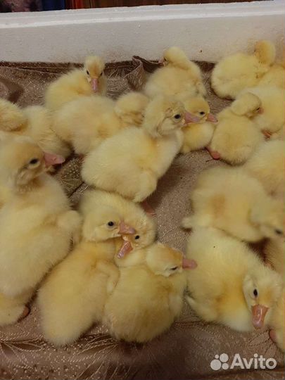 Гусята 5-ти дневные