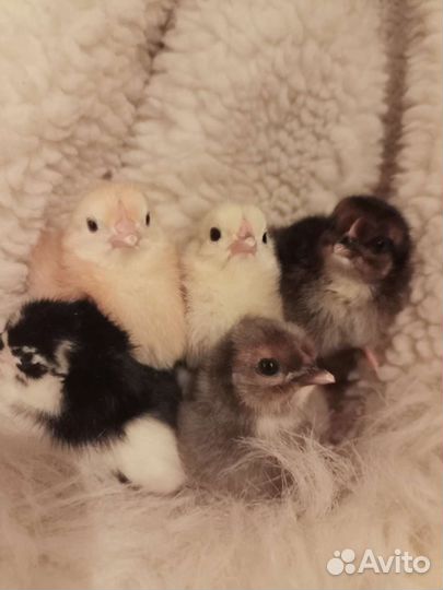 Птичка разная