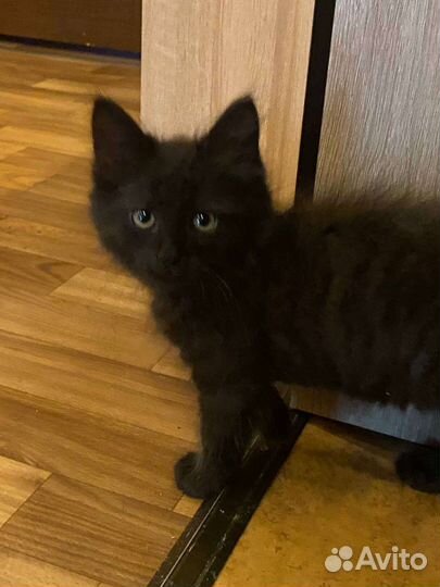Котята в добрые руки бесплатно