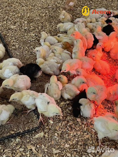 Цыплята суточные бройлер кобб 500 и росс 308