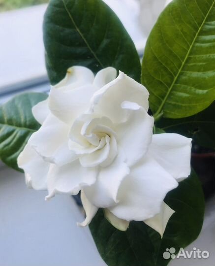 Гардения жасминовидная, кофе аравийский