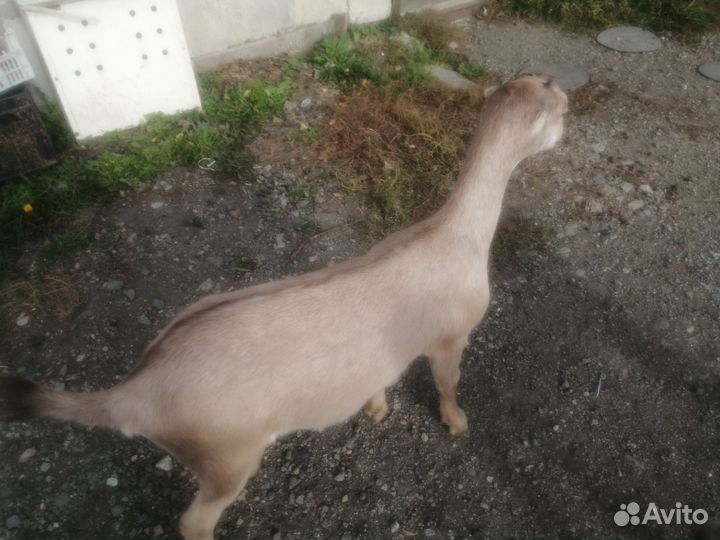 Ламанча чп - козочка