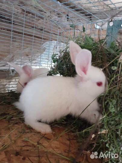 Крольчата