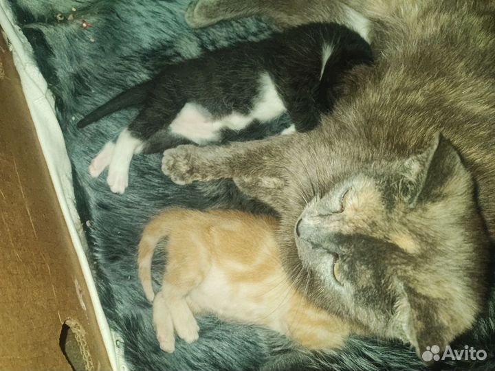 Котята в подарок