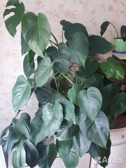 Комнатные цветы монстера