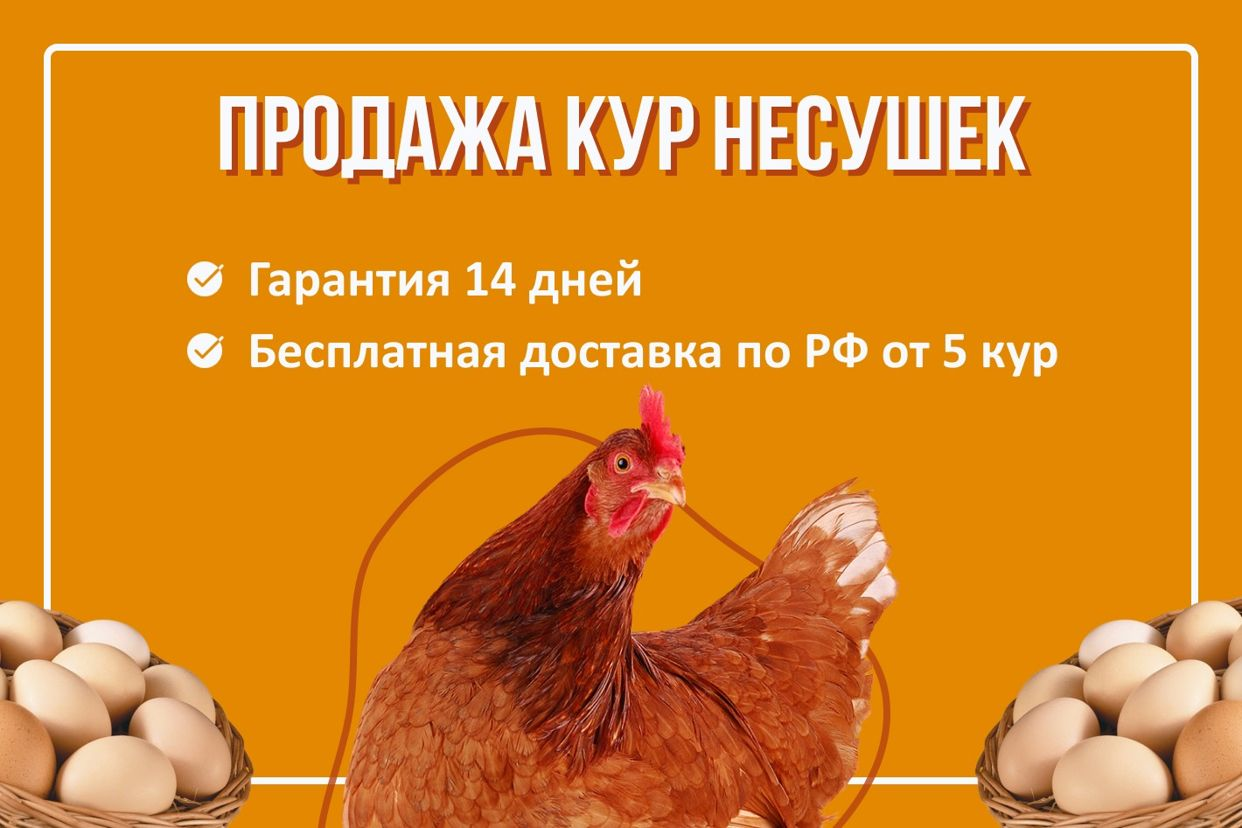 Авито новосибирск несушки