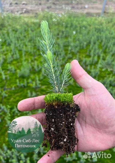 Зкс и окс Сосна Ель Лиственница сеянцы Голуб горн