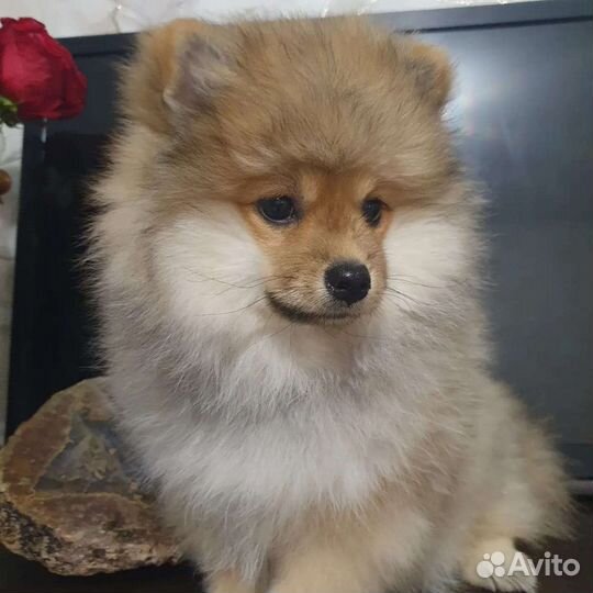 Малый немецкий шпиц щенки
