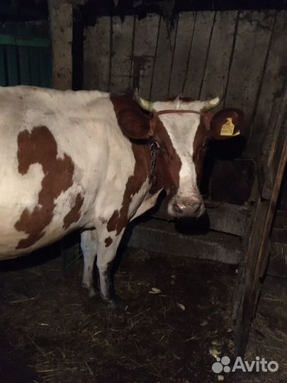 Корова дойная