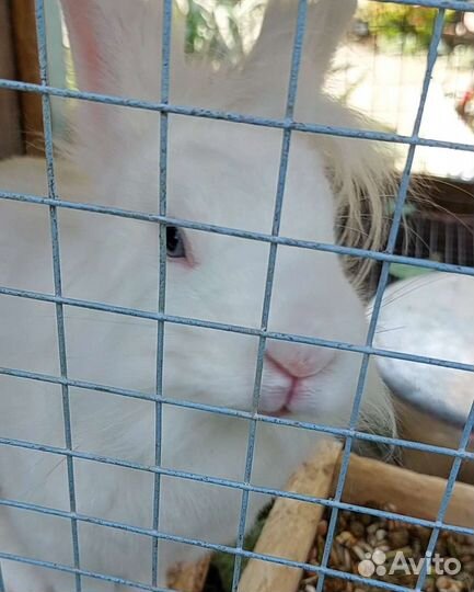 Кролики вязка