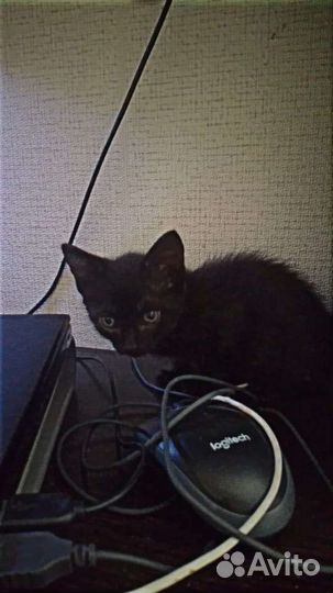 4 котёнка,1девочка белая,3мальчика черных