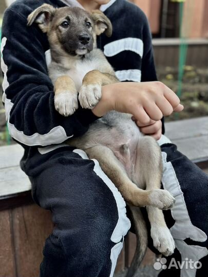 Щенок в дар