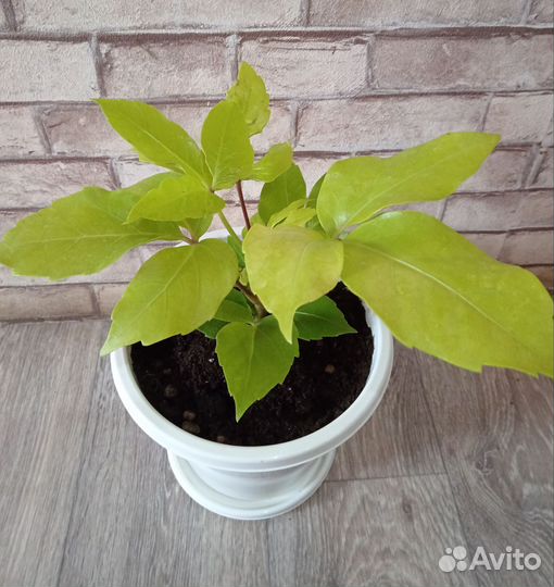 Шеффлера Голден Амате