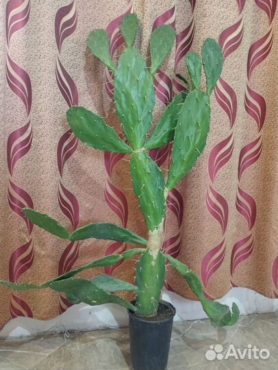 Кактус Опунция Бергера 105см