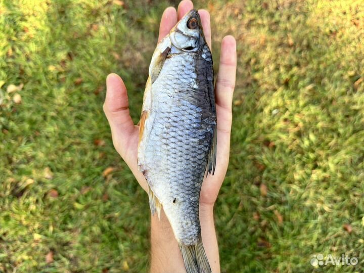 Сорожка сушёная доставка