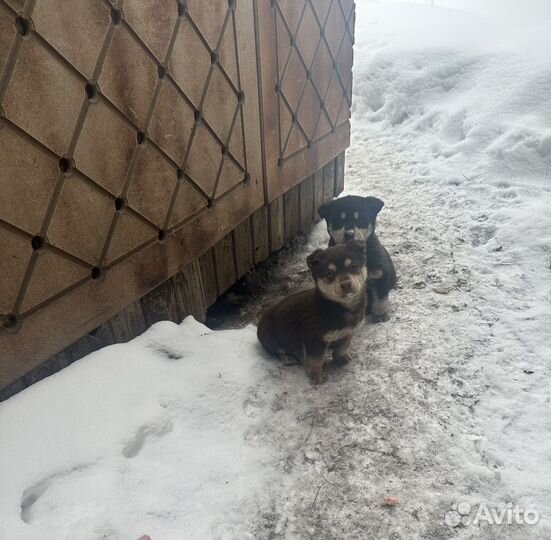 Щенки в добрые руки