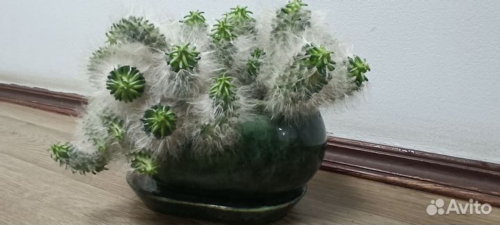 Кактус эспостоа (пушистый)