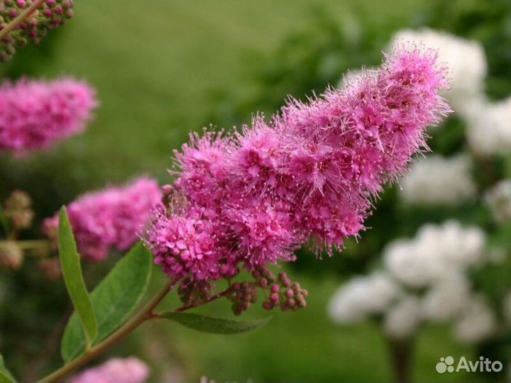 Спирея билларда Высота от 25см