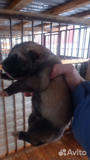 Волчонок,Гибрид, волкособ, вольфхунд, воленд