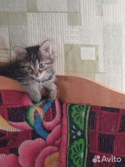 Котёнок полусиамский