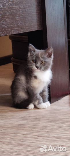 Кошки в добрые руки