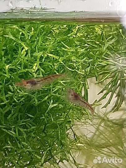 Гуппи Эндлера, креветки, улитки, роголистник