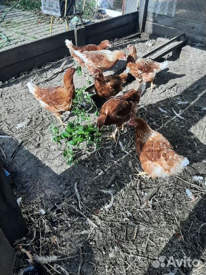 Куры несушки