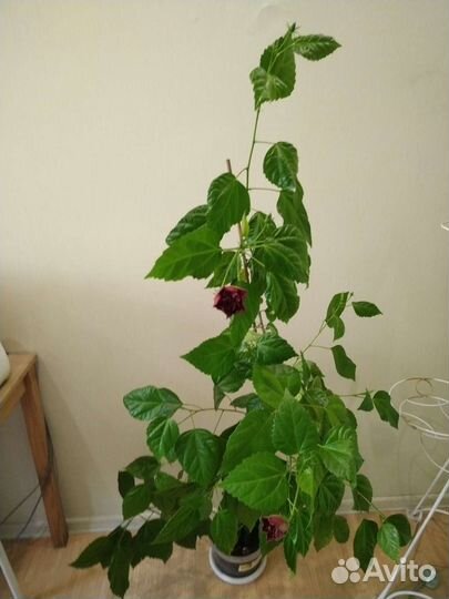 Гибискус китайская роза