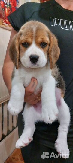 Щенки Бигля