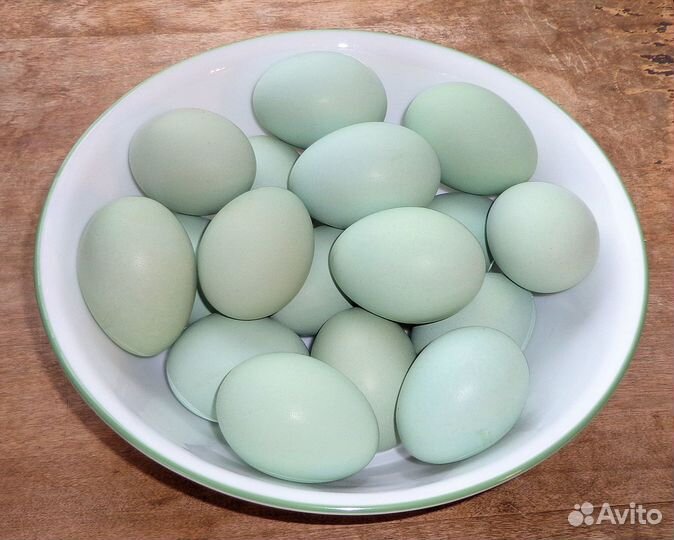 Молодка доминант хохлатая 2 мес