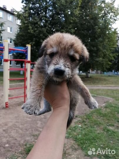 Щенок в добрые руки