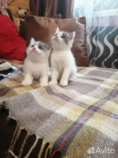 Котята митисы