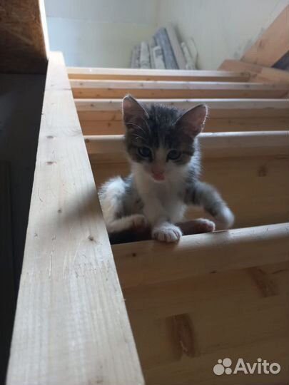 Котята бесплатно