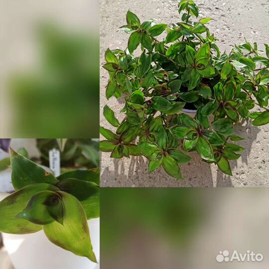 Каллизия соконусцензис