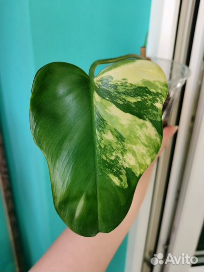 Филодендрон Гитара вариегатная, розовая принцесса