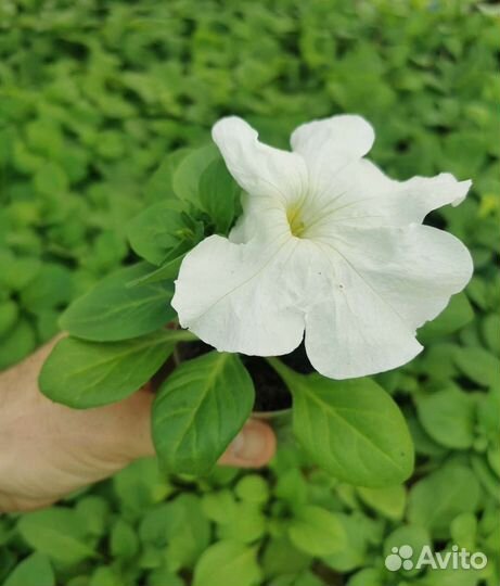 Петуния оптом и в розницу