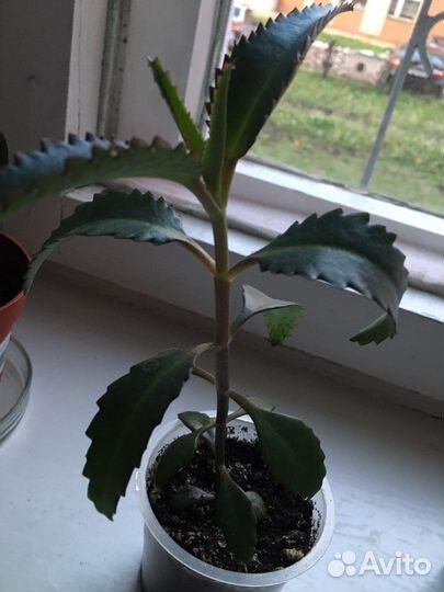 Комнатные растения цветы