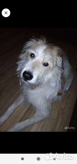 Манс, Мансуля, Мансур