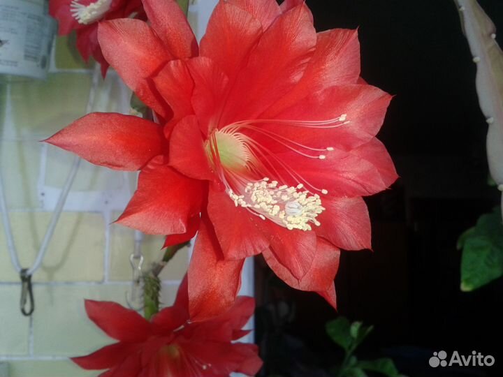 Папоротник.Эпифиллум. колеус. розы