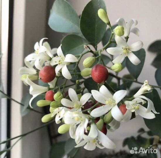 Мурайя метельчатая