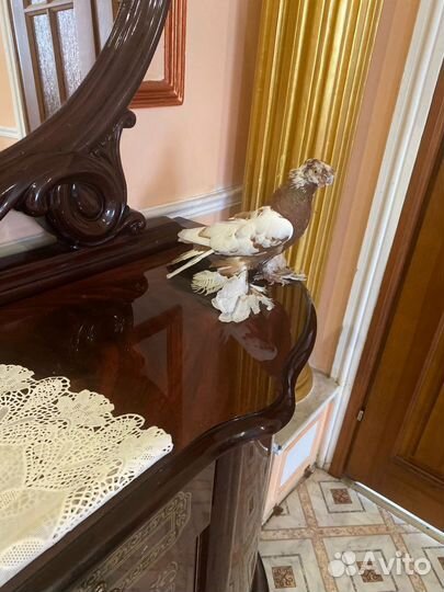 Голуби узбекские